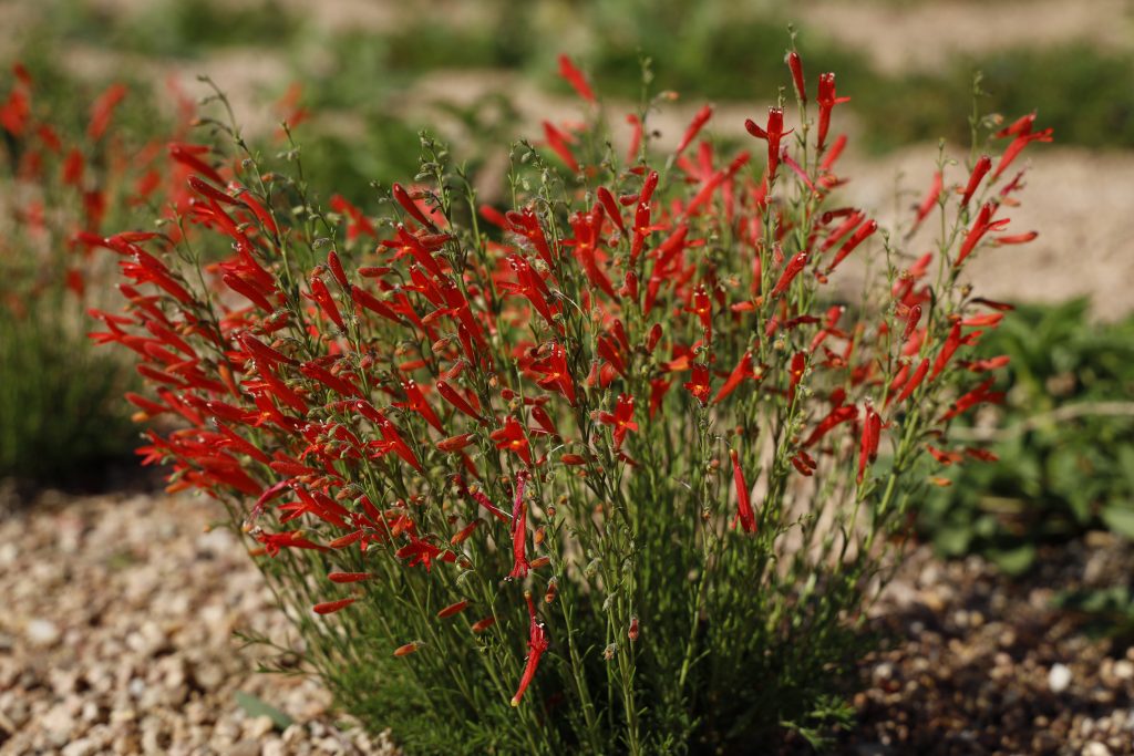 Red Pineleaf Penstemon - 8