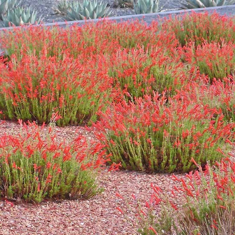 Red Pineleaf Penstemon