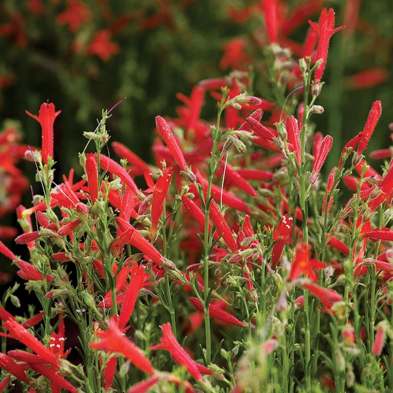 Red Pineleaf Penstemon - 1