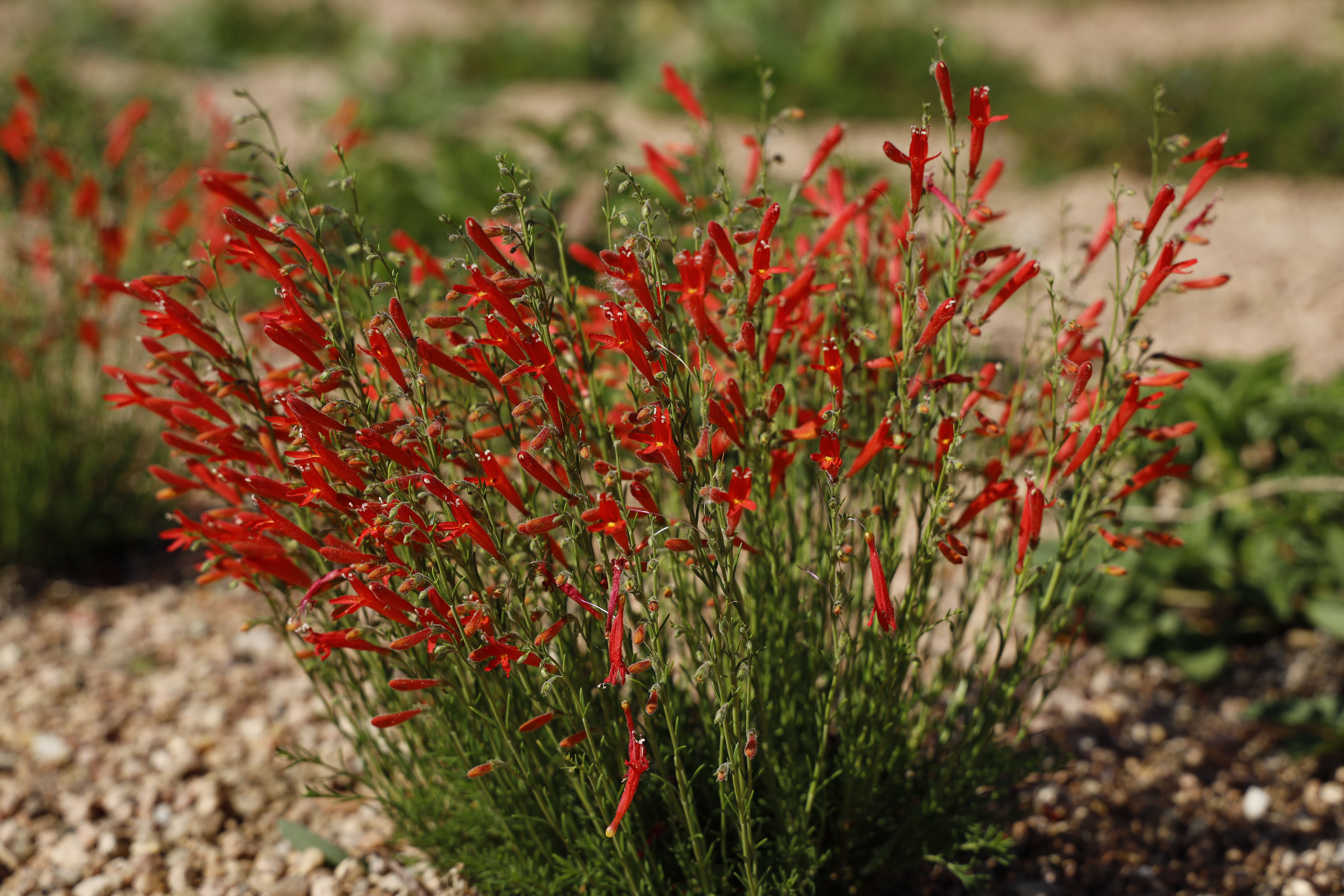 Red Pineleaf Penstemon - 6