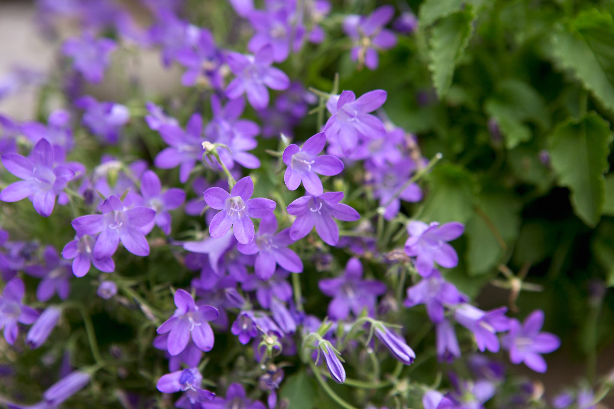 Dalmatian Bellflower