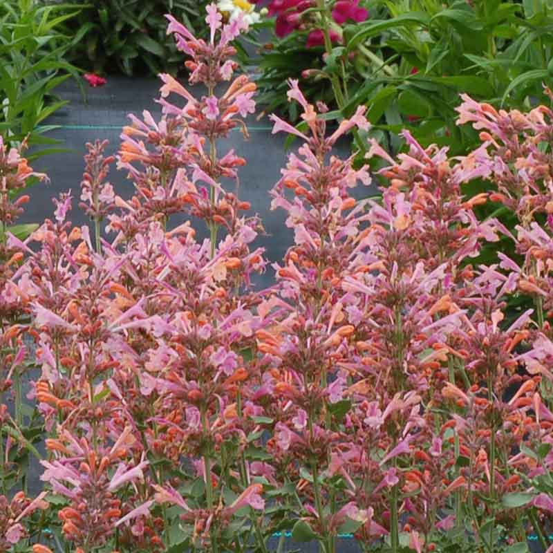 Hummingbird Mint Hyssop - 6