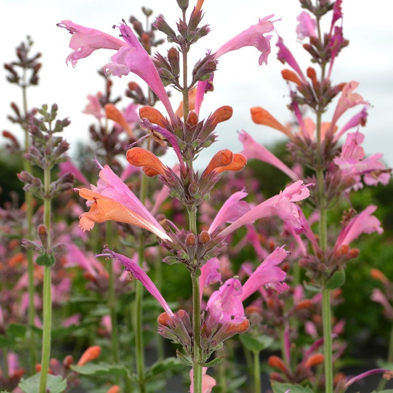 Hummingbird Mint Hyssop - 1