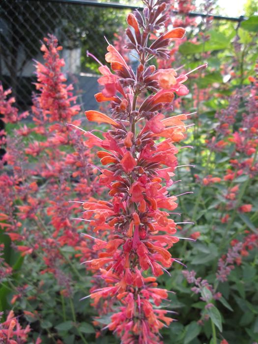 New Mexico Hummingbird Mint - 1