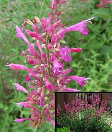 New Mexico Hummingbird Mint - 2