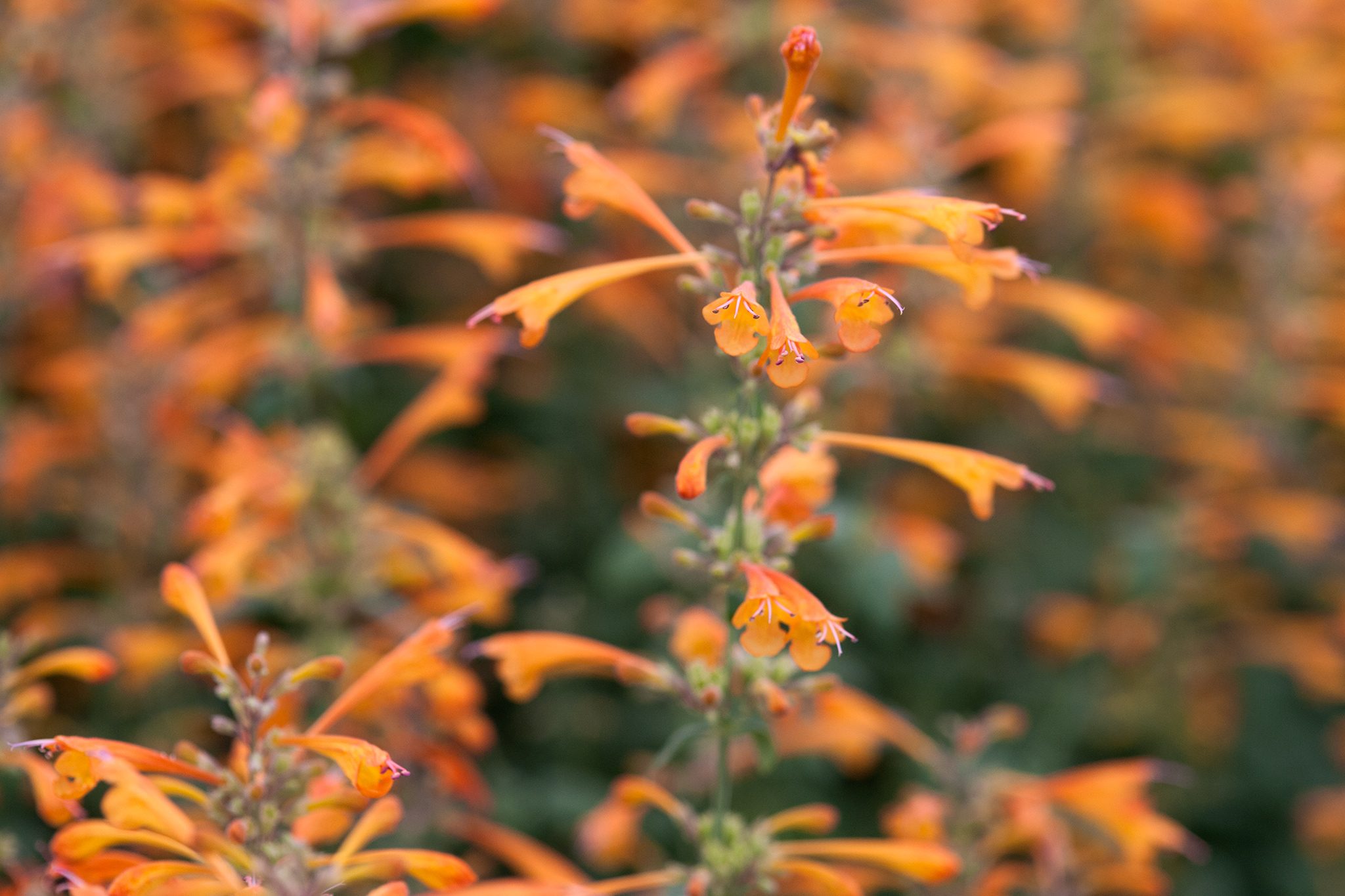 New Mexico Hummingbird Mint