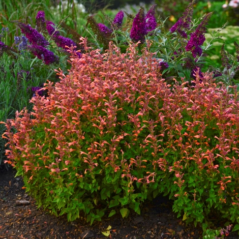 Hummingbird Mint Hyssop - 1