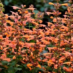 Hummingbird Mint Hyssop - 2