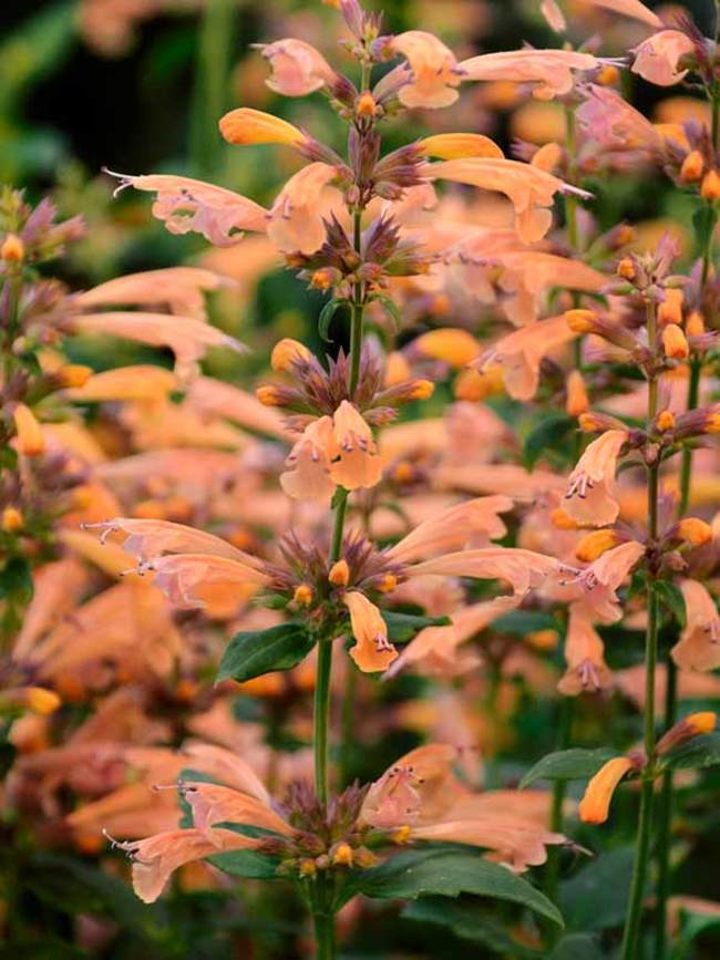 Hummingbird Mint Hyssop - 0