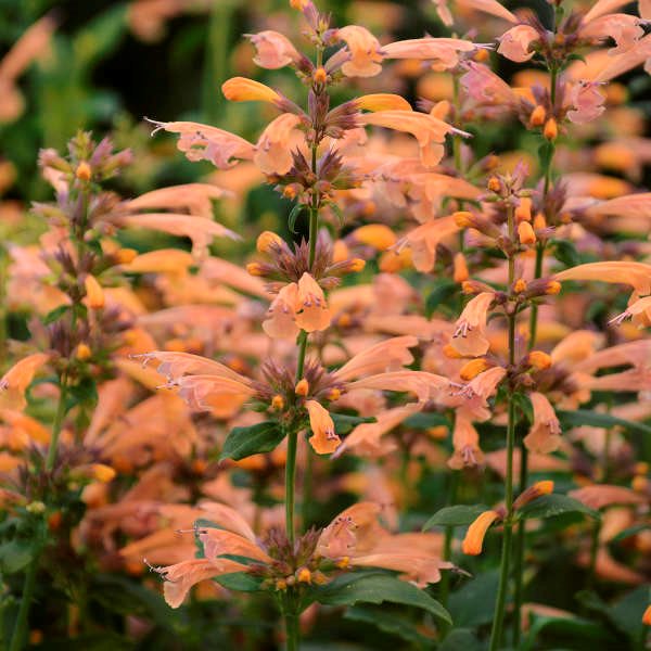 Hummingbird Mint Hyssop - 7