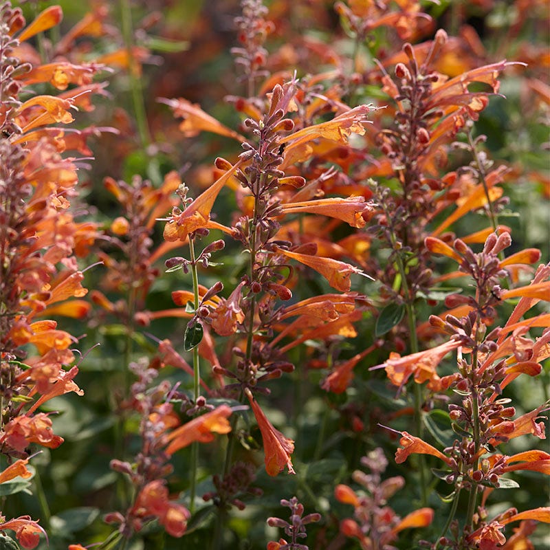 Hummingbird Mint Hyssop - 8