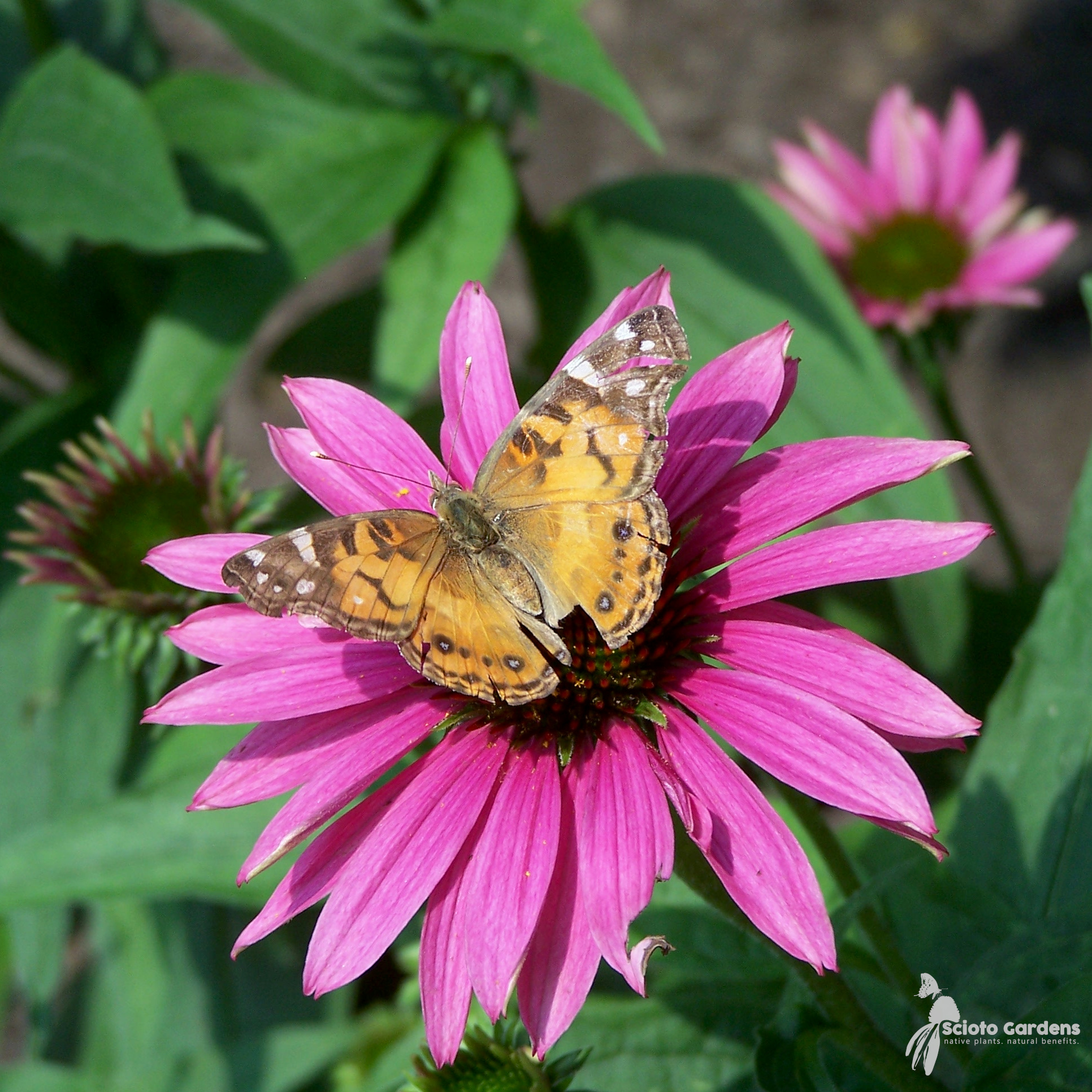 Coneflower - 3