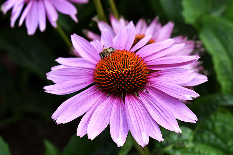 Coneflower - 1