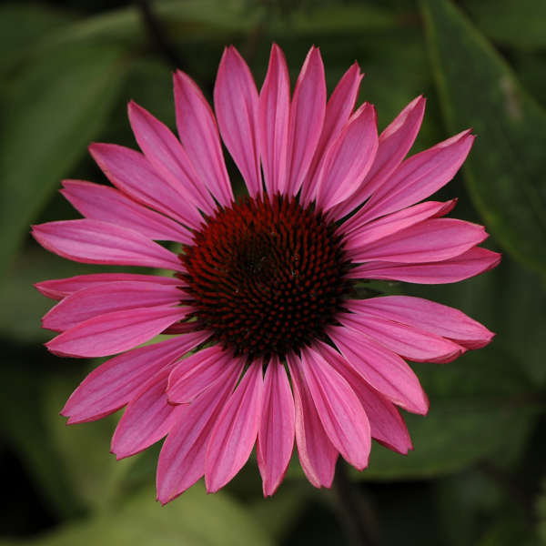 Coneflower - 4