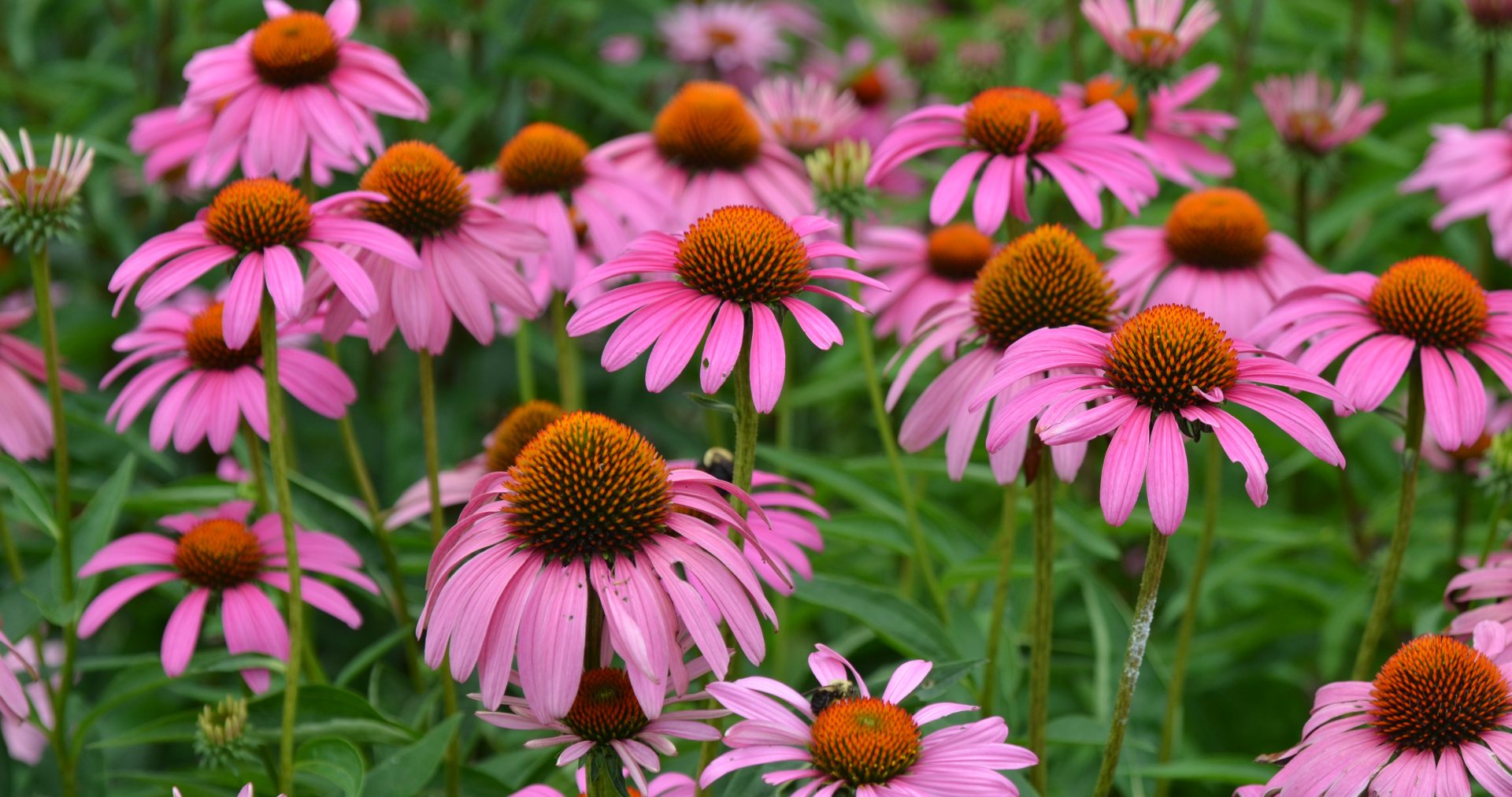 Coneflower - 2