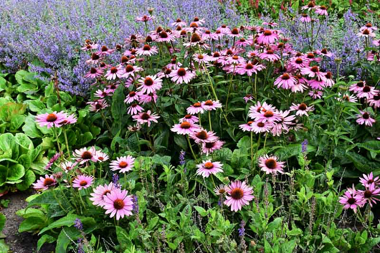 Coneflower