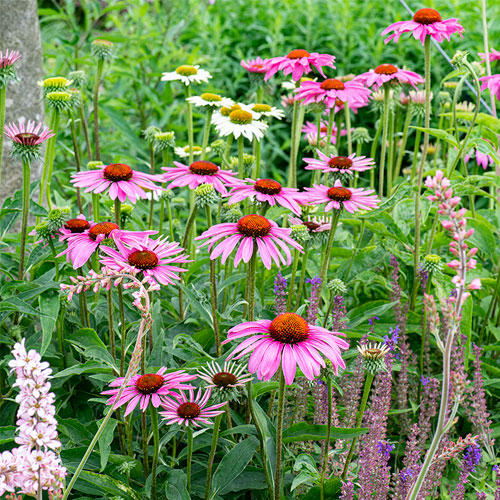 Coneflower - 5