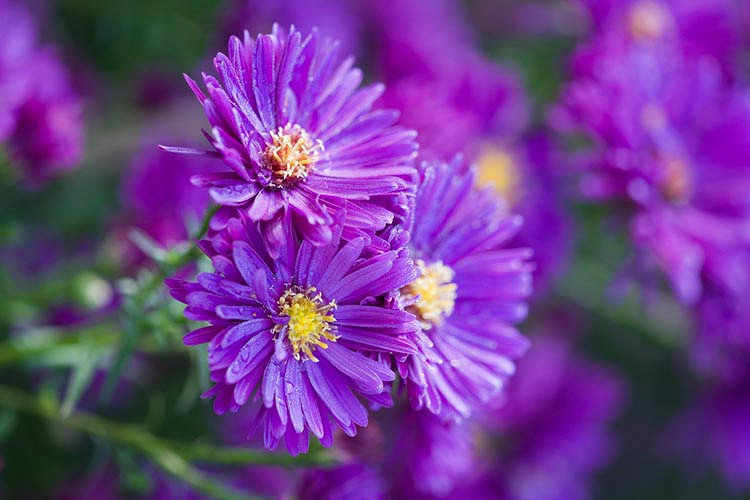 New England Aster - 3