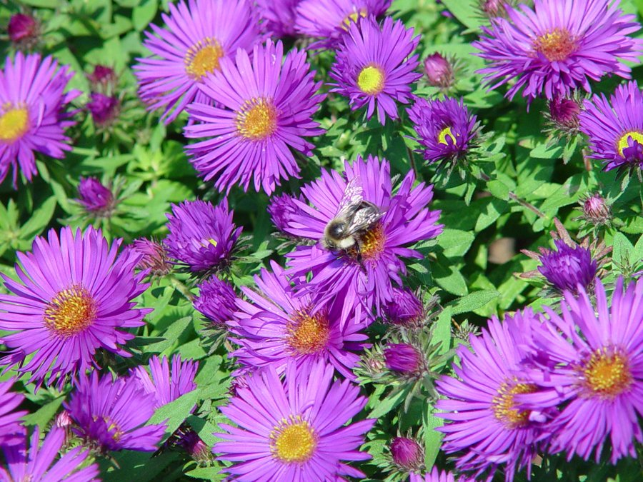 New England Aster - 2