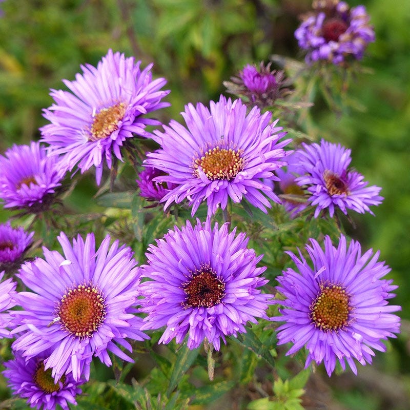 New England Aster - 4