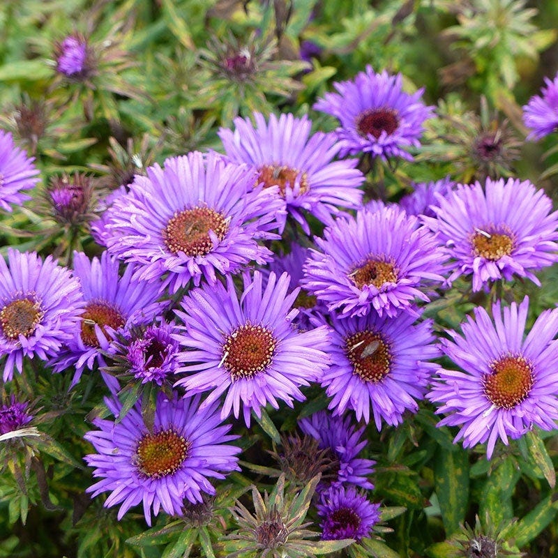 New England Aster - 6