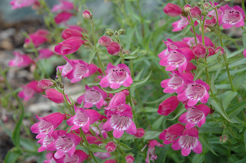 Beardtongue - 1