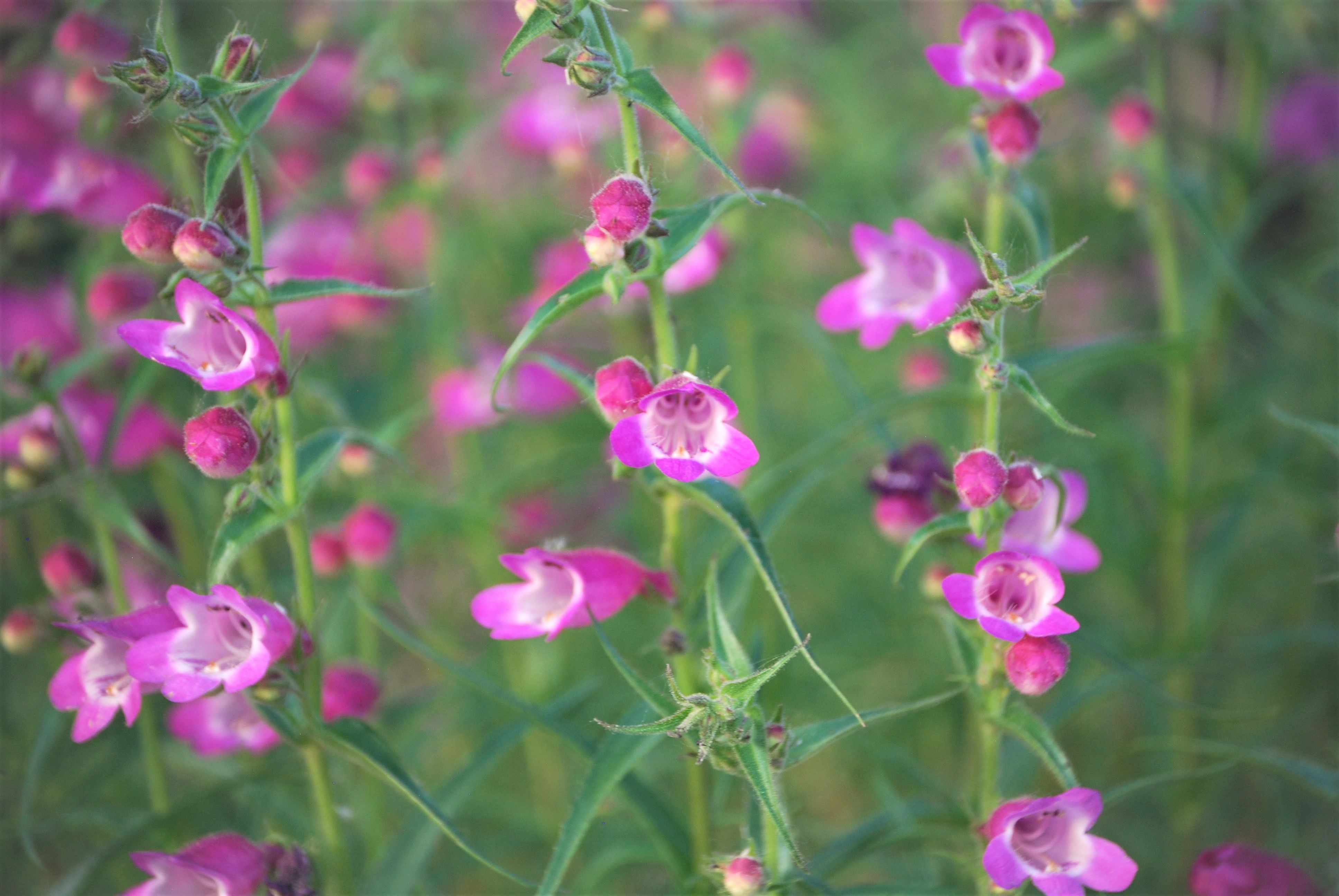 Beardtongue