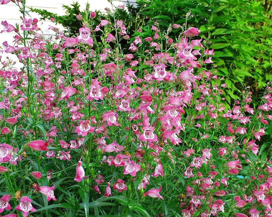 Beardtongue - 5