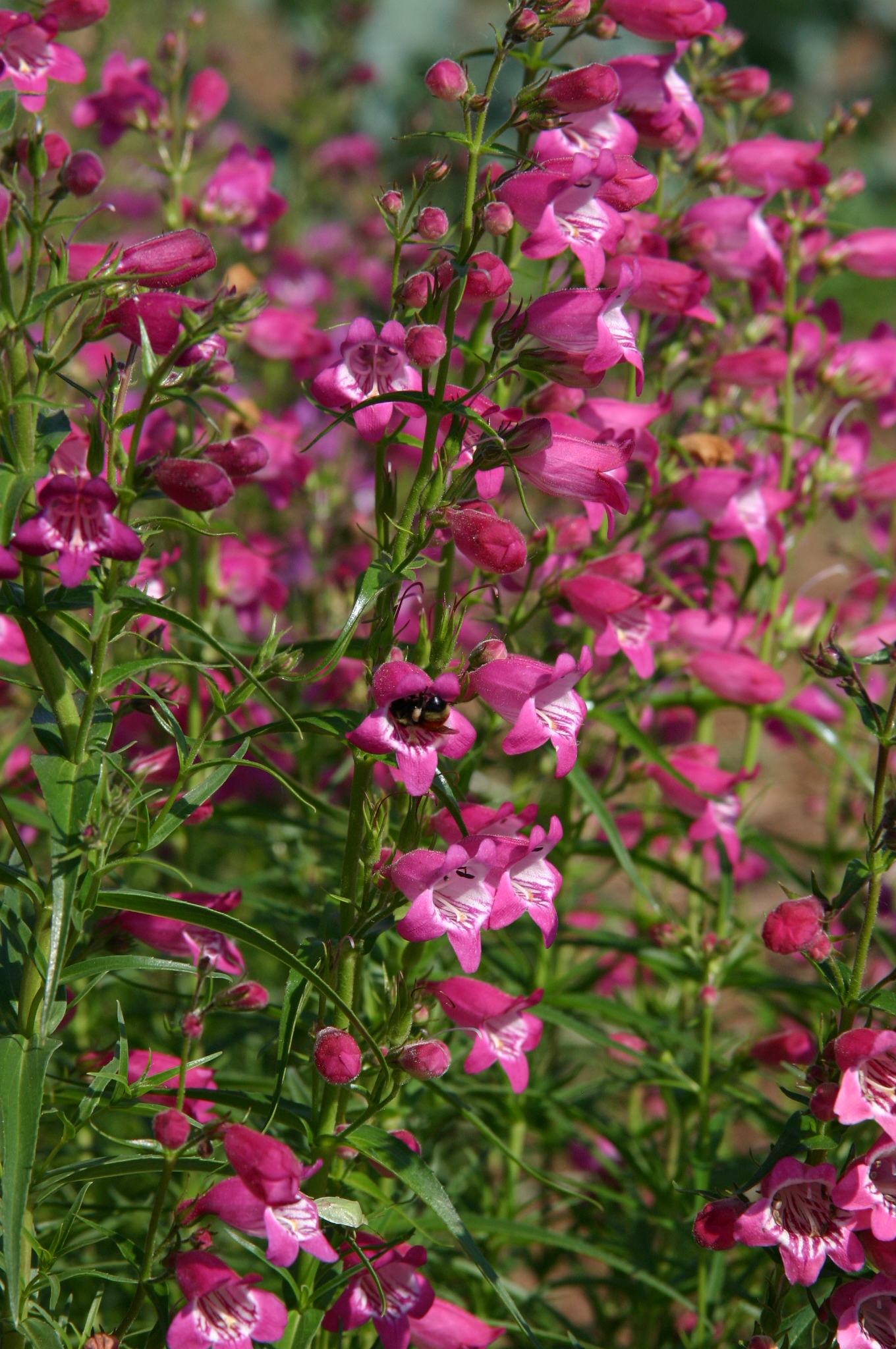 Beardtongue - 3