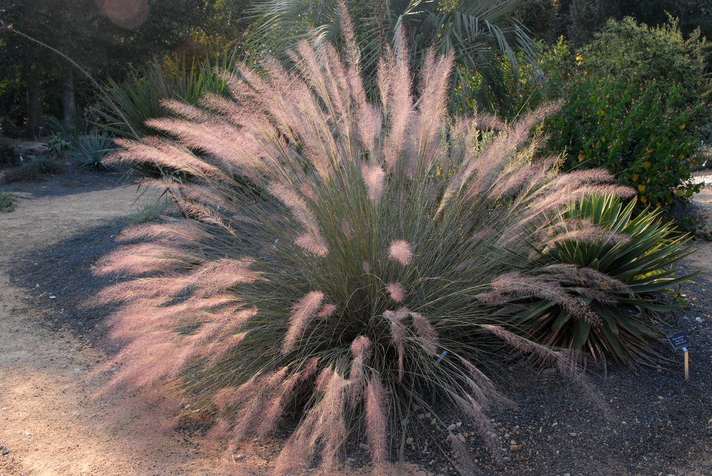 Muhly Grass - 2