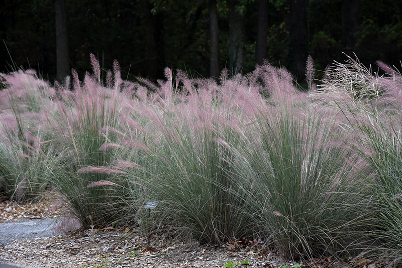 Muhly Grass