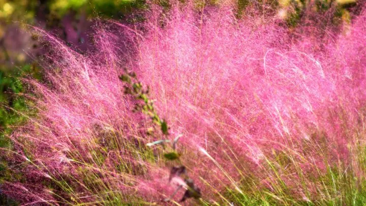 Muhly Grass - 6