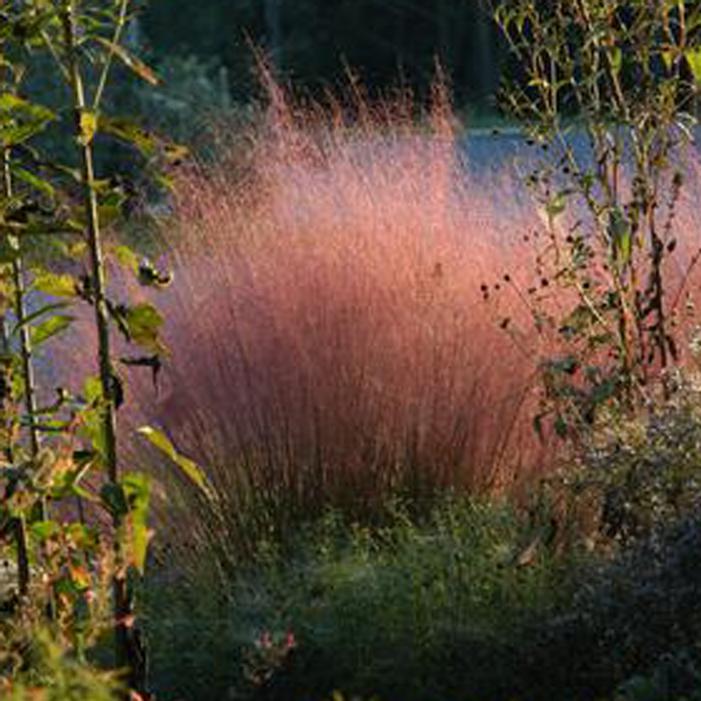 Muhly Grass - 8