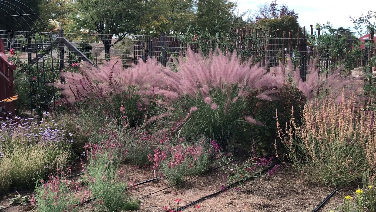 Muhly Grass - 9