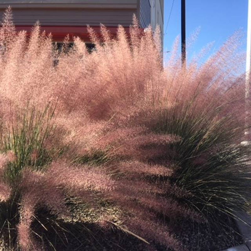 Muhly Grass - 3