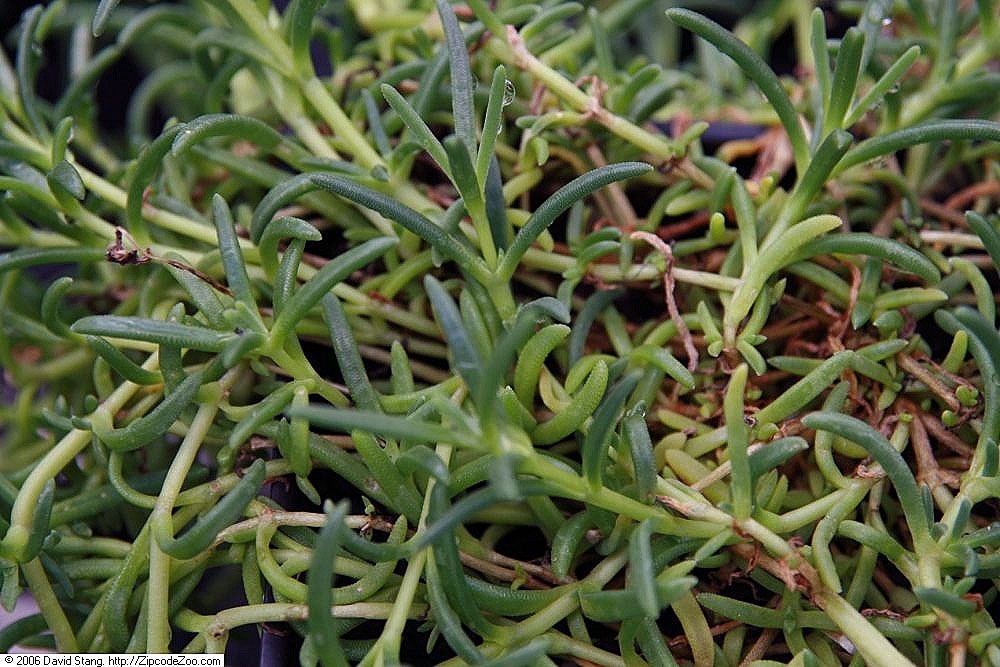 Ice Plant - 8