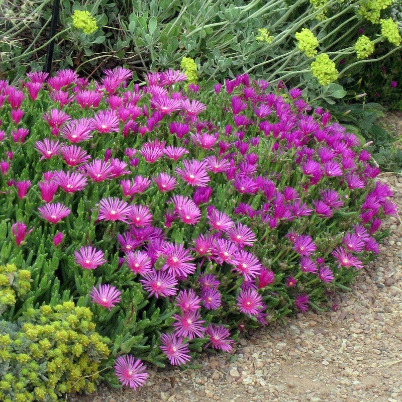 Ice Plant - 7