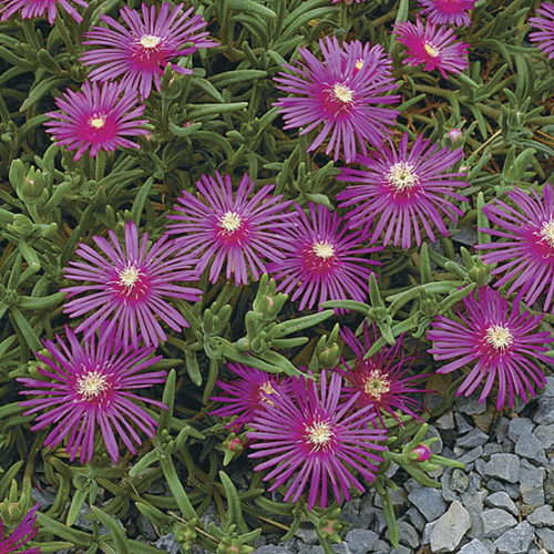 Ice Plant