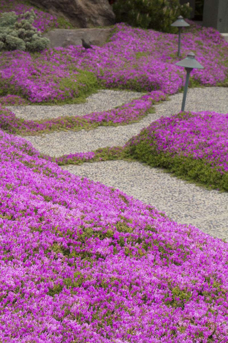 Ice Plant - 1