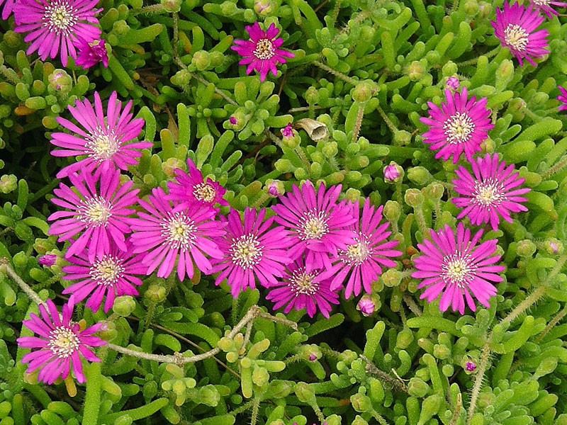 Ice Plant - 6