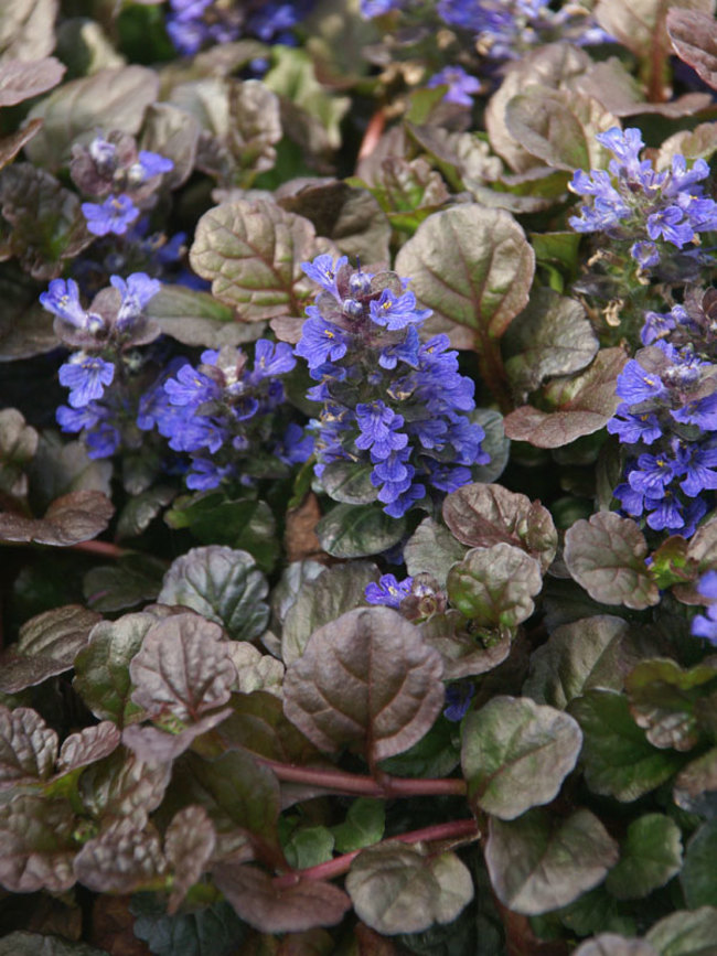 Black Leaf Ajuga - 0