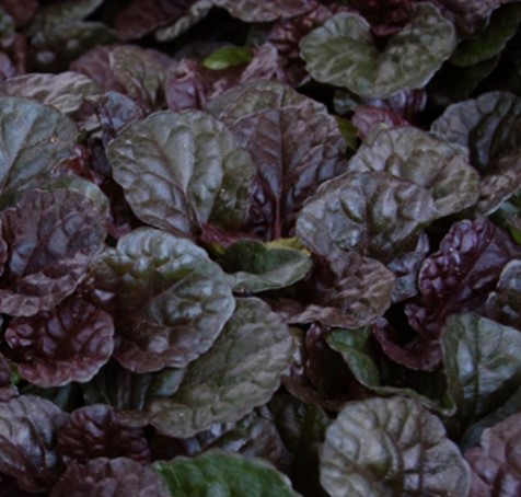 Black Leaf Ajuga - 2