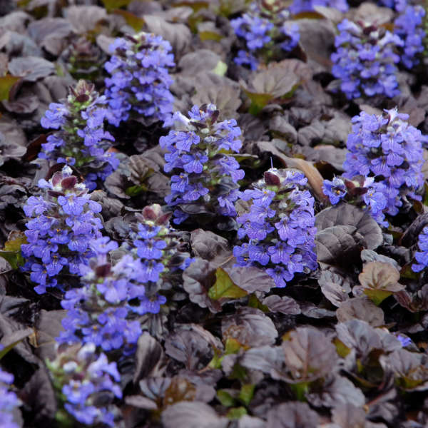 Black Leaf Ajuga - 1