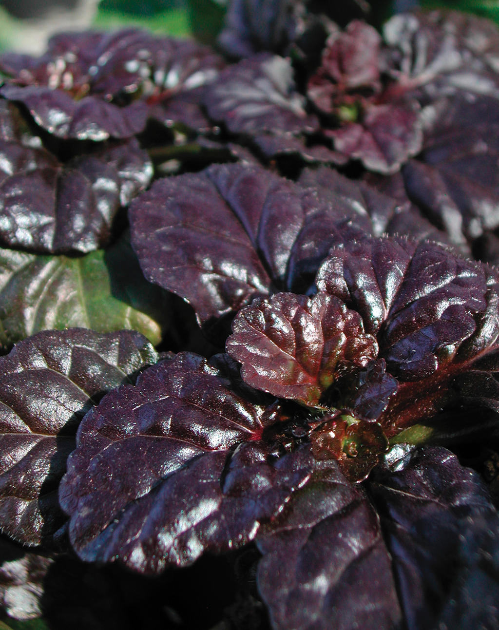 Black Leaf Ajuga - 4