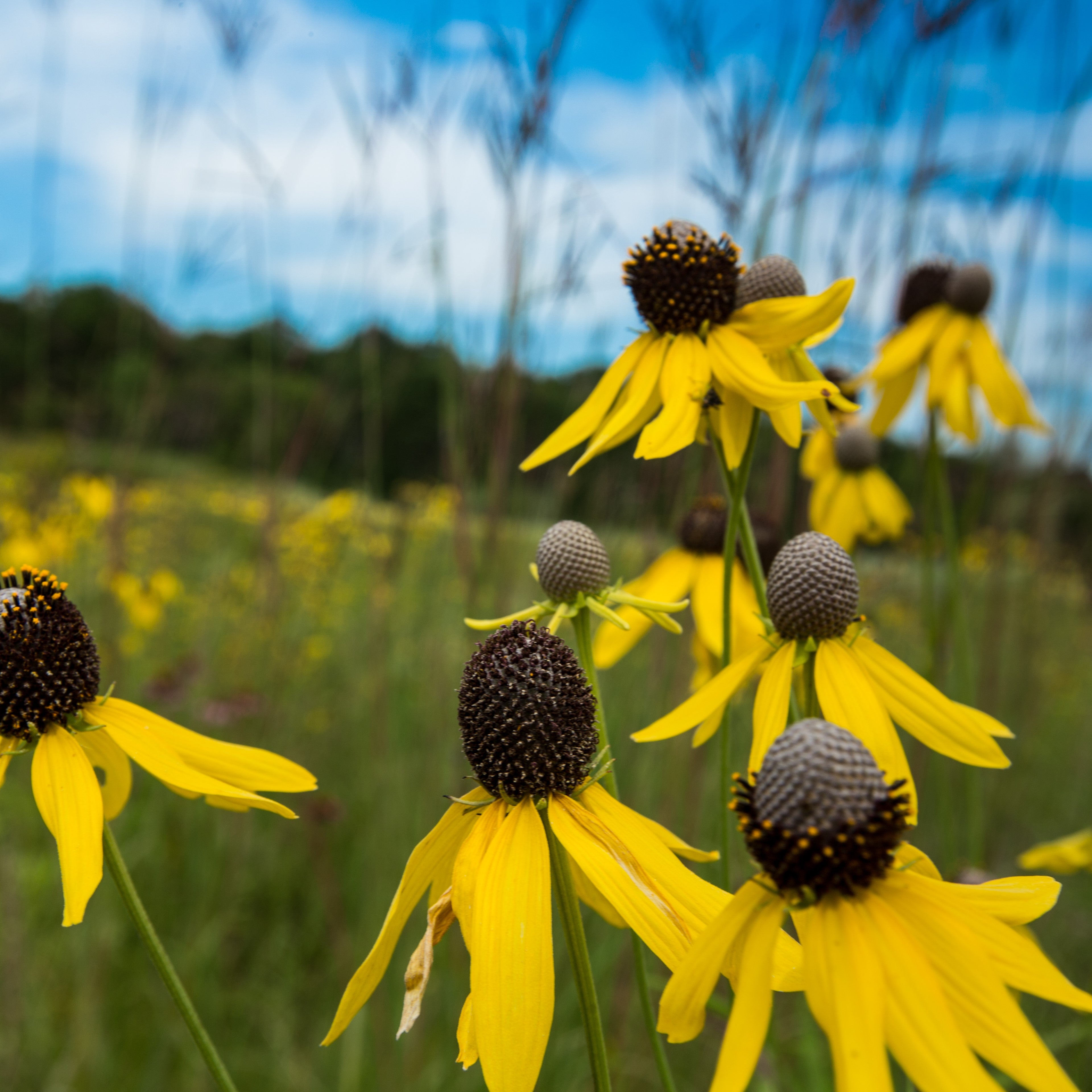 Prairie Coneflower - 4