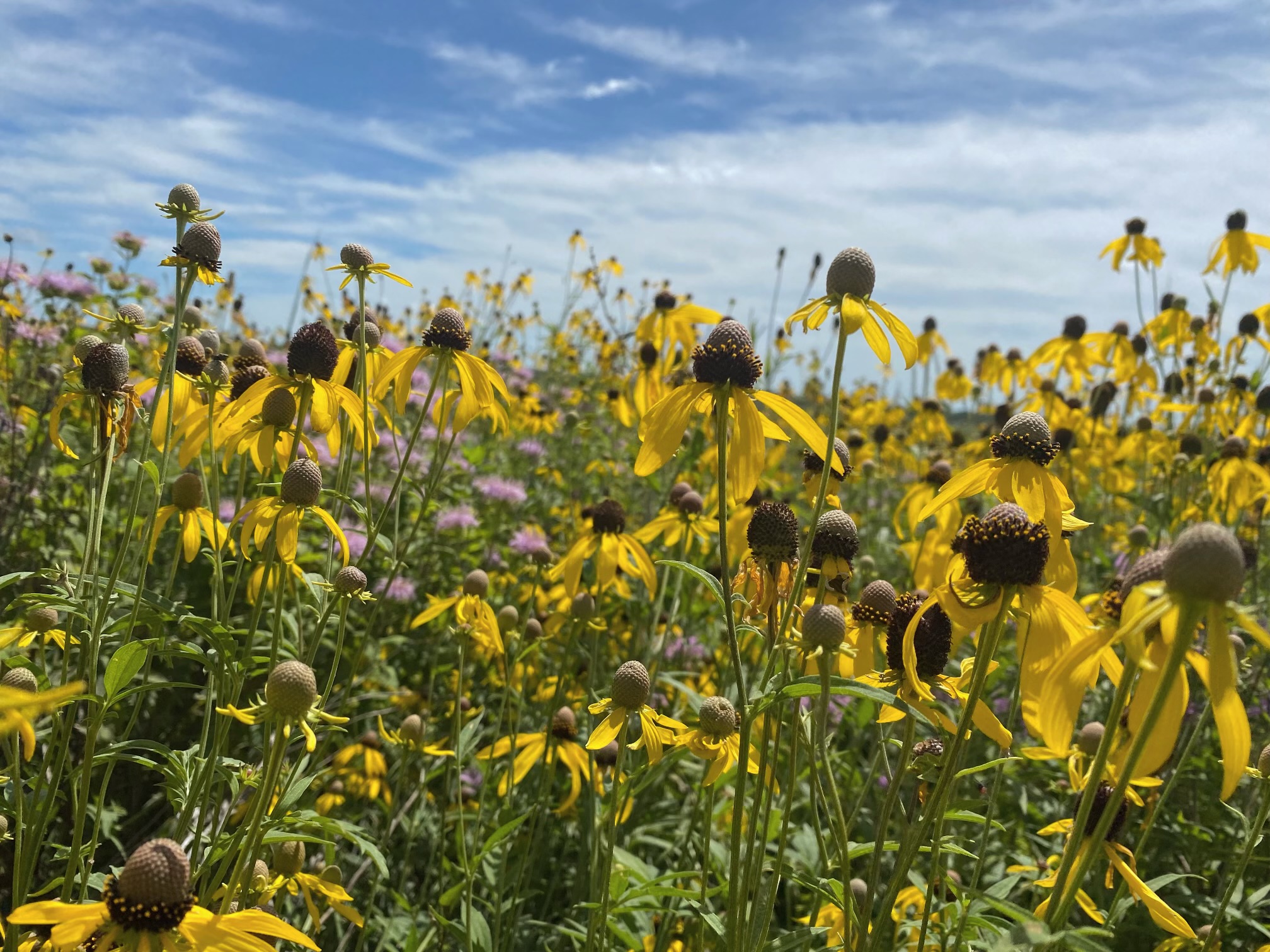 Prairie Coneflower - 3