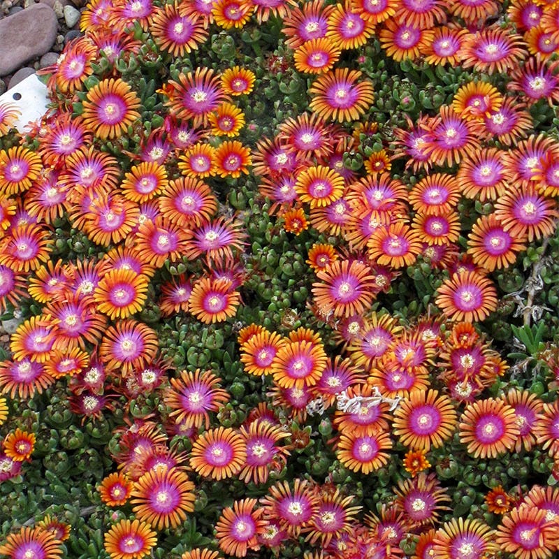 Ice Plant - 1