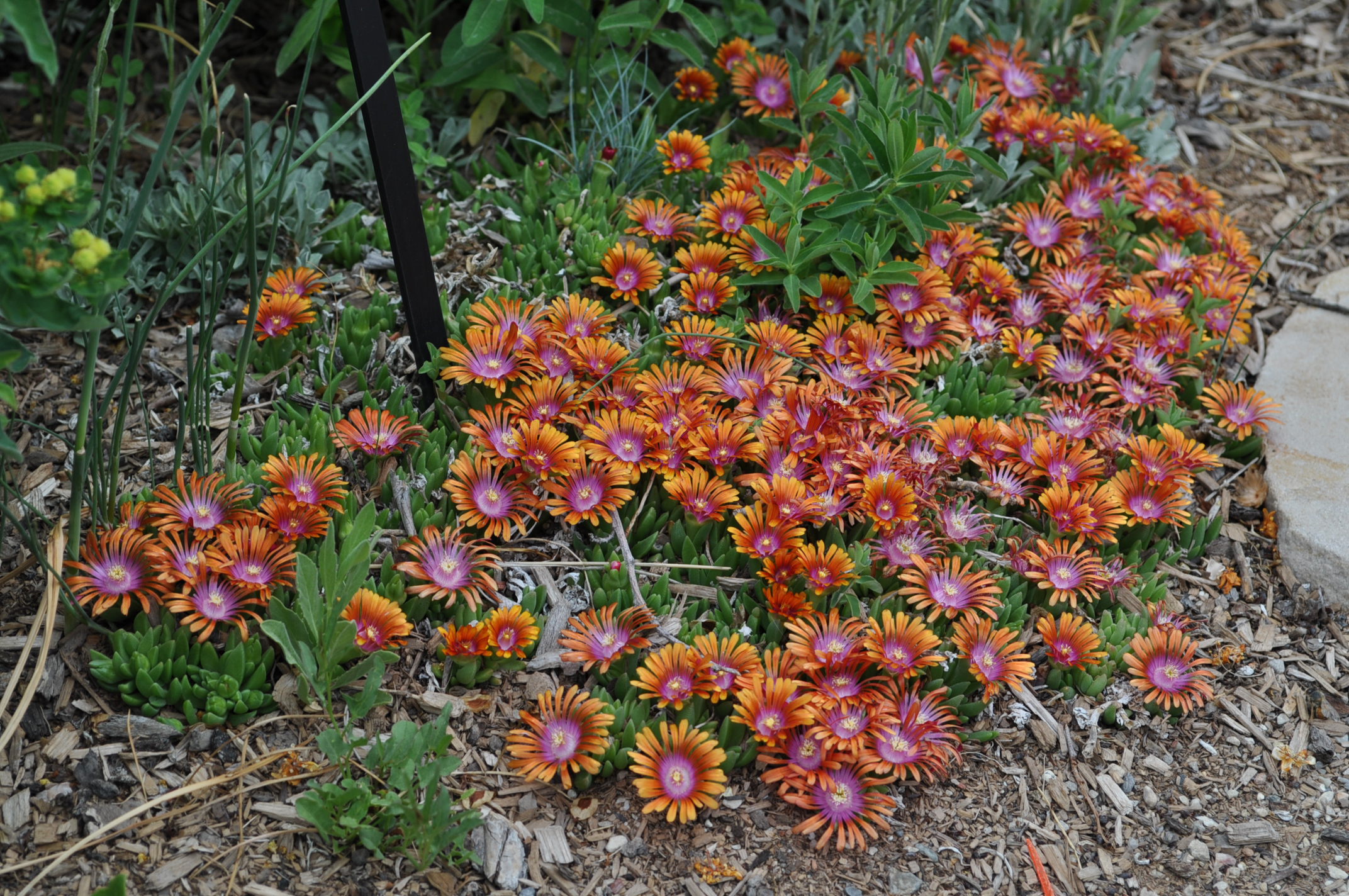 Ice Plant