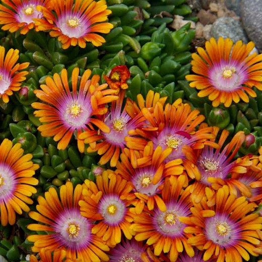 Ice Plant - 7