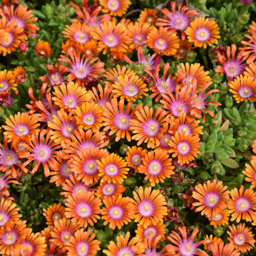 Ice Plant - 6